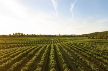 Agriculture
